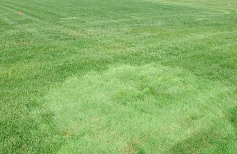 A Comprehensive Guide To Planting Maintenance And Cultivation Of   Agrostis Stolonifera.webp