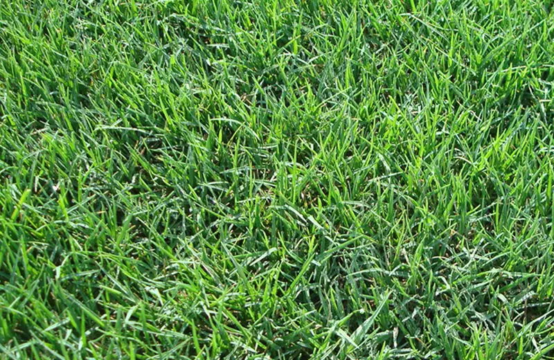 Top 5 Grass Types for a Vibrant Warm Climate Lawn – Lawn and Gardening ...