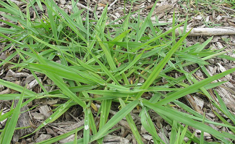 Paspalum dilatatum