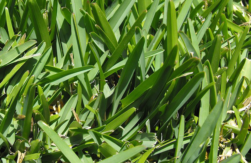 The Ultimate Guide to St. Augustine Grass: From Cultivation to Care ...