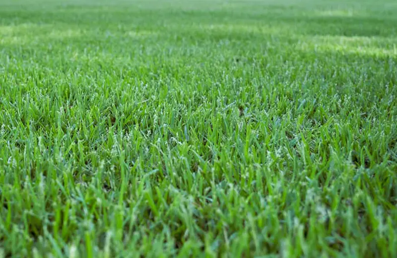 Zoysia Grass: A Comprehensive Guide to a Lush, Low-Maintenance Lawn ...