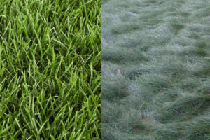 2 popular cool season grasses