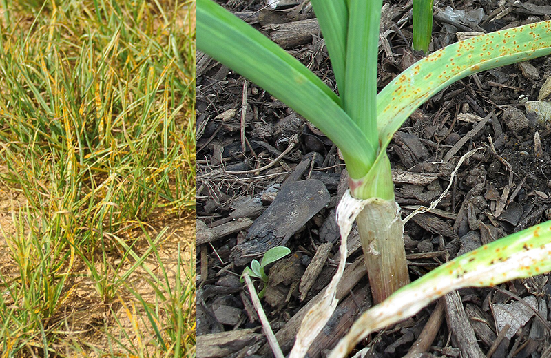 Understanding Rust Disease in Zoysiagrass - Lawn and Gardening News ...