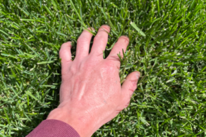 thick st augustine grass carpet