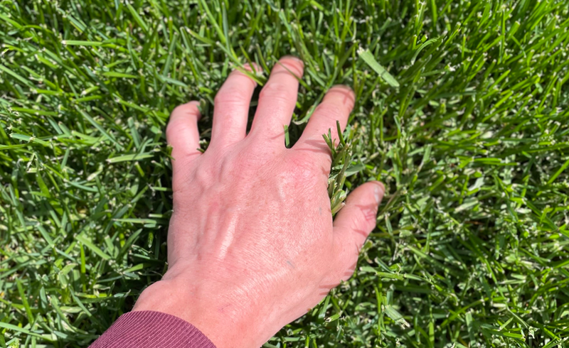 thick st augustine grass carpet
