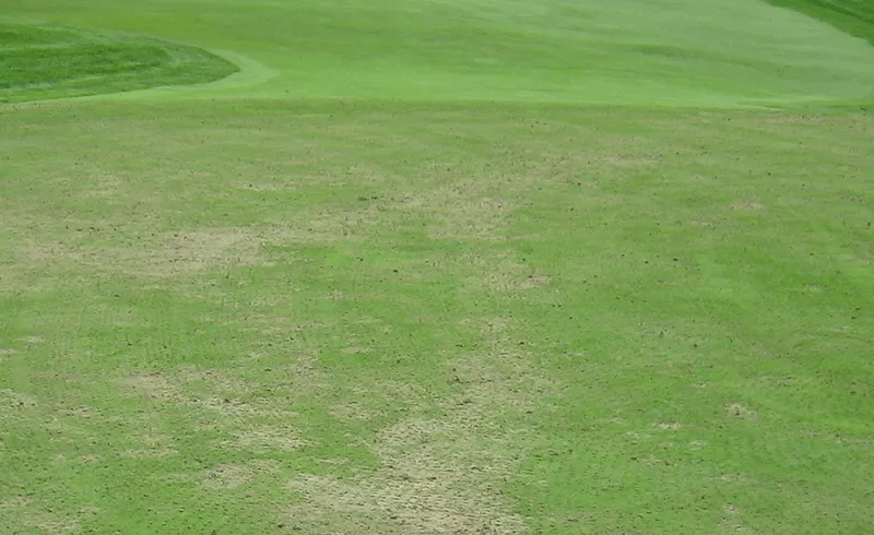 Controlling Pythium Blight in Rough Bluegrass During Hot, Humid Months